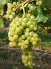 Click for 2 image(s) for this accession. Fruit